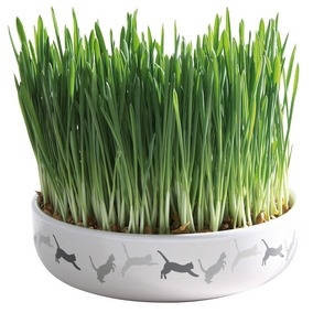 Trixie Ceramic Bowl whit Cat Grass ø15×4 cm